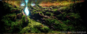 Current - Aqua Plants Hub