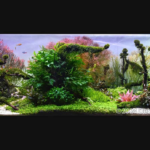 JUNGLE - Aqua Plants Hub