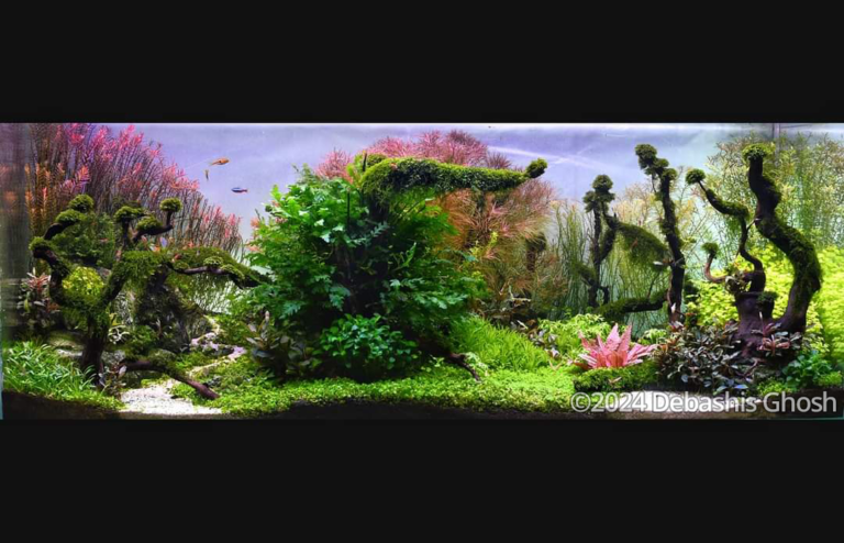 JUNGLE