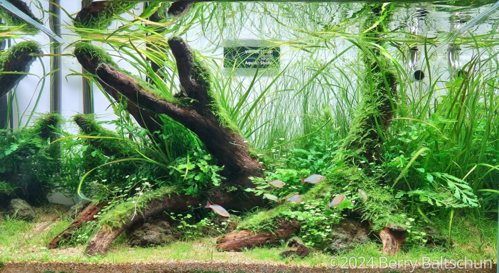 Ciumbuleuit - Aqua Plants Hub