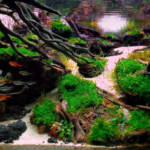Peaceful - Peaceful (AGA 2024 #28) - Aqua Plants Hub