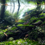 Rain´s whispers - Aqua Plants Hub