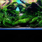 Dynamic - Aqua Plants Hub