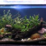 GREEN HEAVEN - Aqua Plants Hub