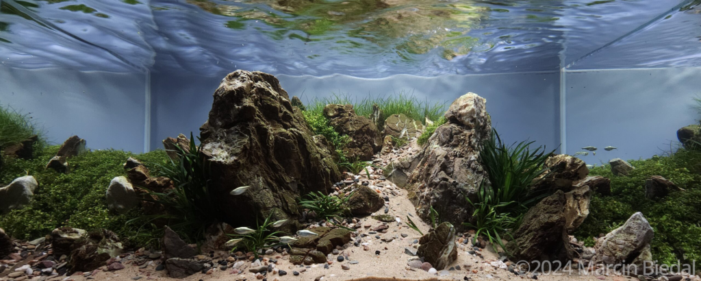 Before the Storm - Aqua Plants Hub