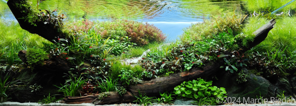 The Spring is coming - Aqua Plants Hub