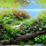 The Spring is coming - Aqua Plants Hub