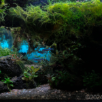 Beneath the volcano - Aqua Plants Hub