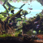 Heavenly Life Beneath - Aqua Plants Hub