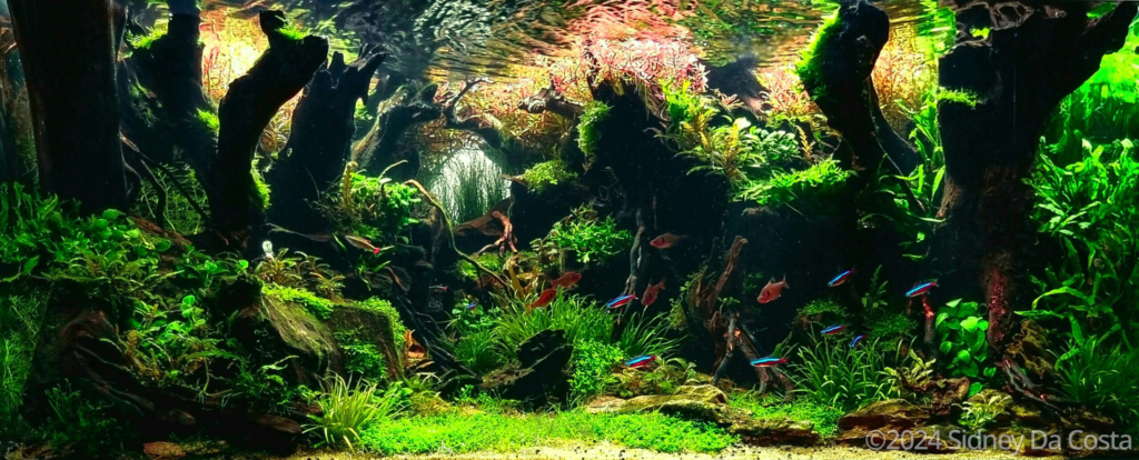 ON FIRE - Aqua Plants Hub