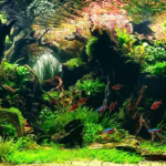 ON FIRE - Aqua Plants Hub