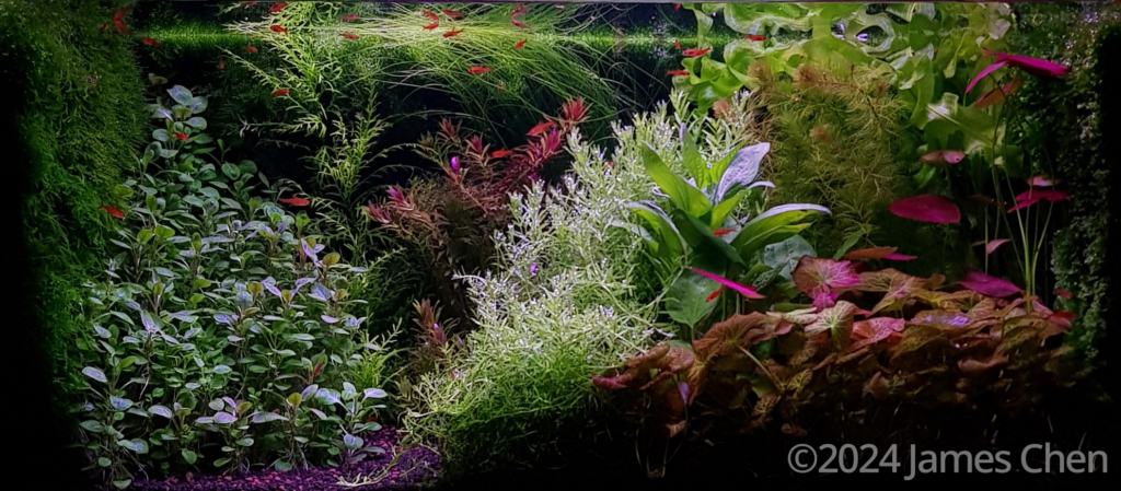 Ember - Aqua Plants Hub