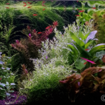 Ember - Aqua Plants Hub