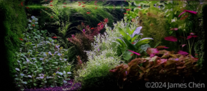 Ember - Aqua Plants Hub