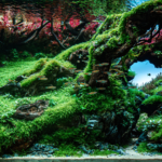WAY TO HEAVEN - Aqua Plants Hub
