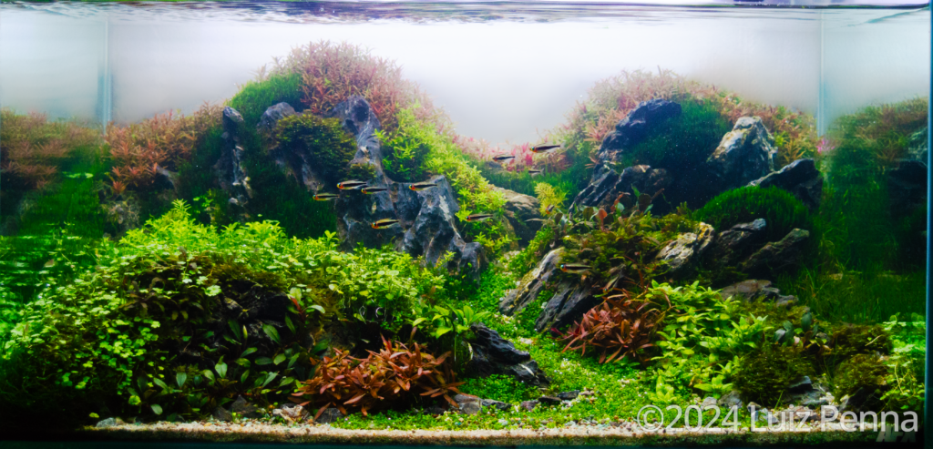 Xangai Road - Aqua Plants Hub