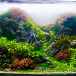 Xangai Road - Aqua Plants Hub