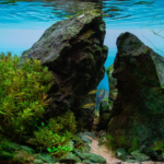 Little big worls - Aqua Plants Hub