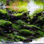 Quietitude of Nature - Aqua Plants Hub
