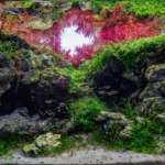 Caves - Aqua Plants Hub