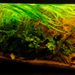 The rising ground - Aqua Plants Hub