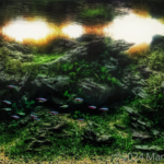 Emerald Wilderness - Aqua Plants Hub