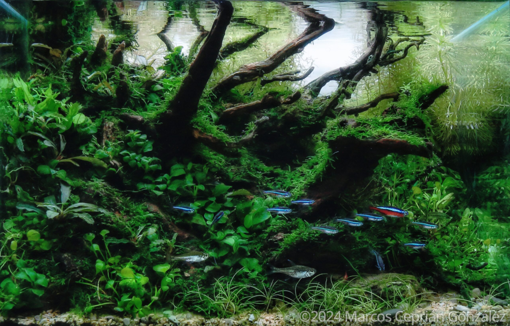 Verdant Tranquility - Aqua Plants Hub