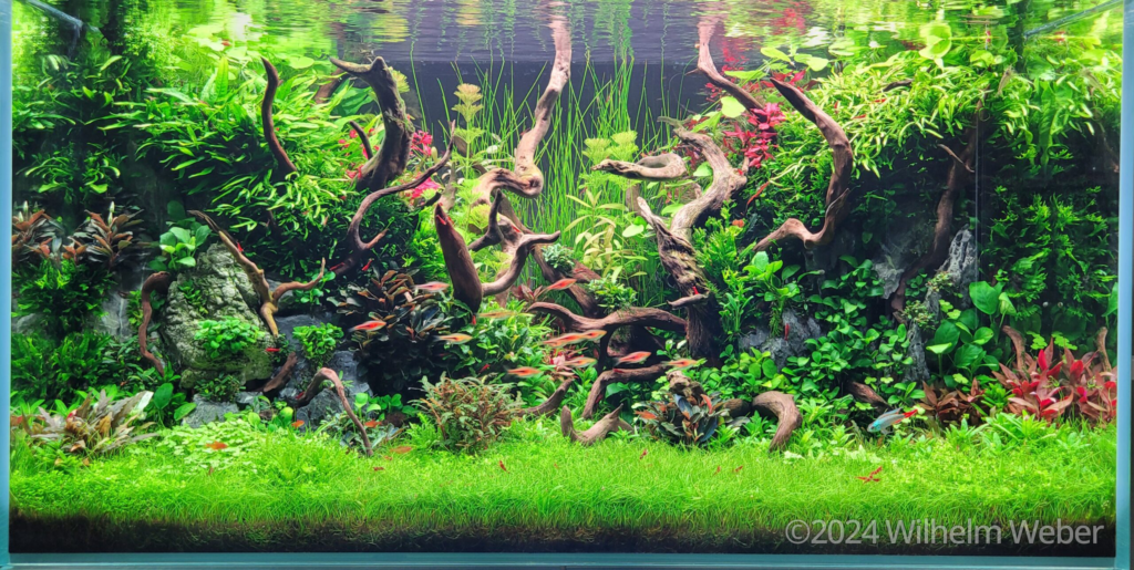 My Jungle - Aqua Plants Hub