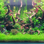 My Jungle - Aqua Plants Hub