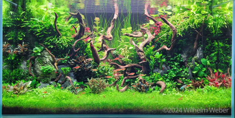 My Jungle