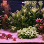 Wisdom from Past Winner - Aqua Plants Hub