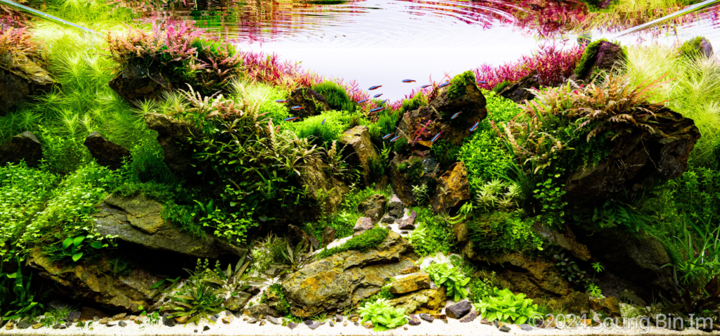 the time of spring - Aqua Plants Hub
