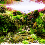 the time of spring - Aqua Plants Hub