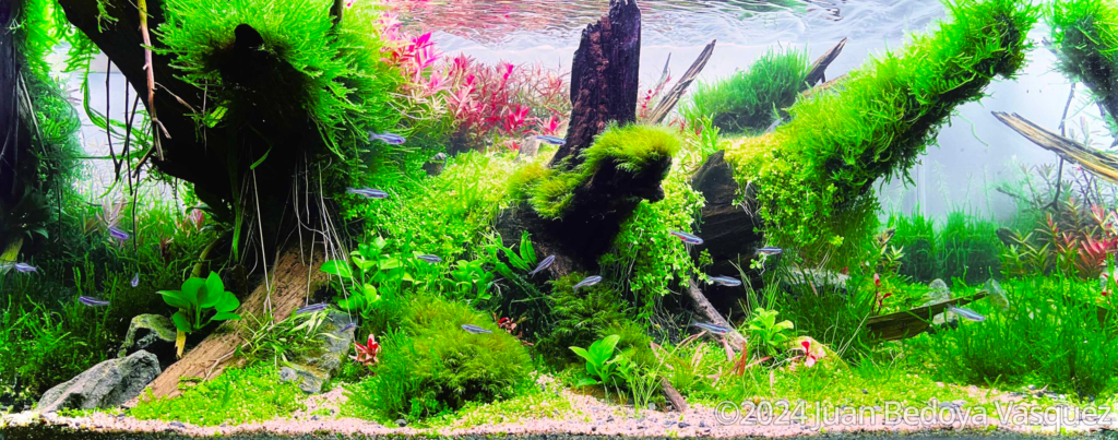 Insomnio - Insomnio (AGA 2024 #307) - Aqua Plants Hub