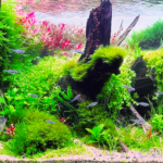 Insomnio - Insomnio (AGA 2024 #307) - Aqua Plants Hub