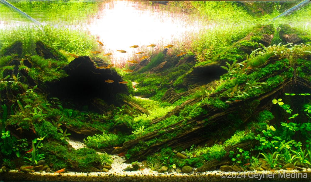 The autumnal equinox - Aqua Plants Hub