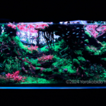 The Road of Roses - Aqua Plants Hub