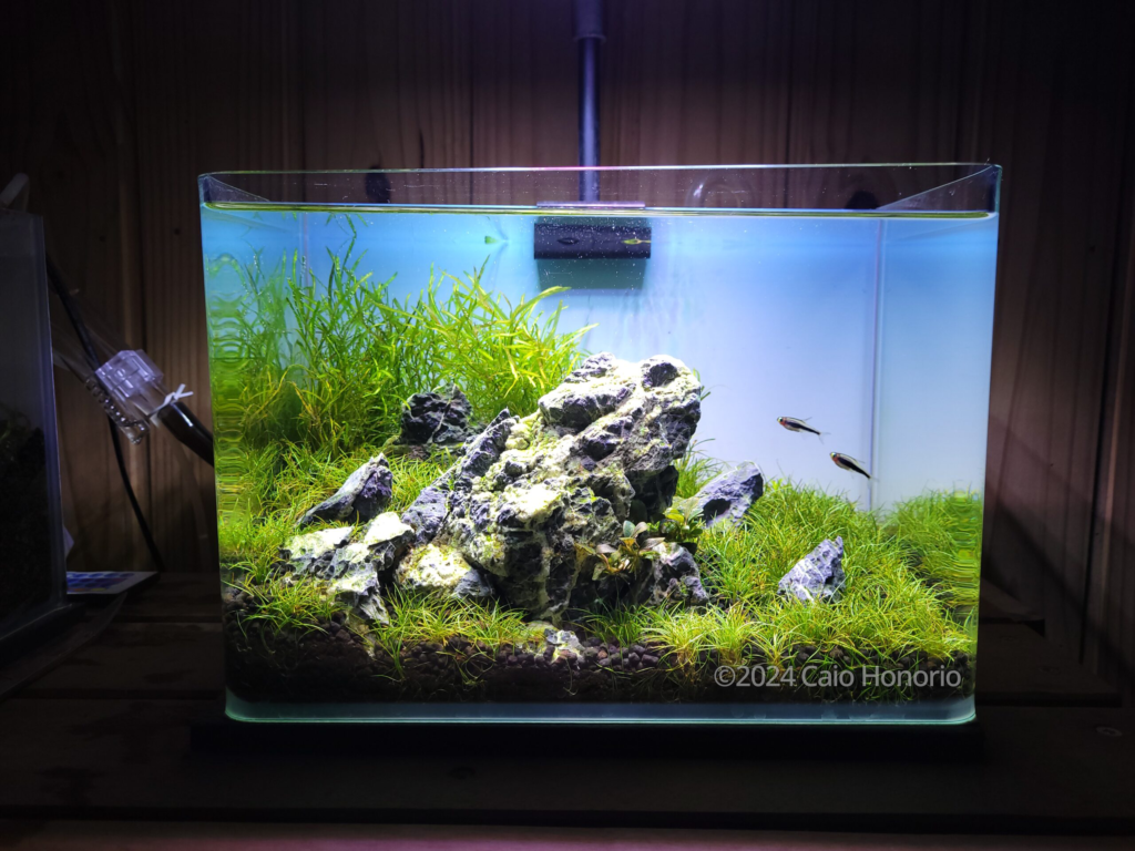 Godzilla - Aqua Plants Hub