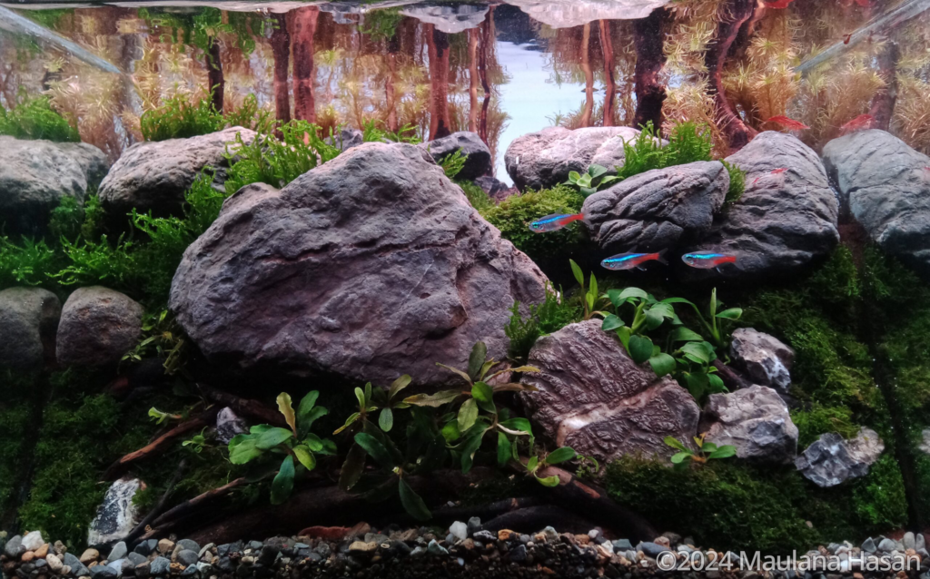 Bondolan Peak - Aqua Plants Hub