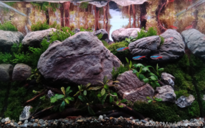 Bondolan Peak - Aqua Plants Hub