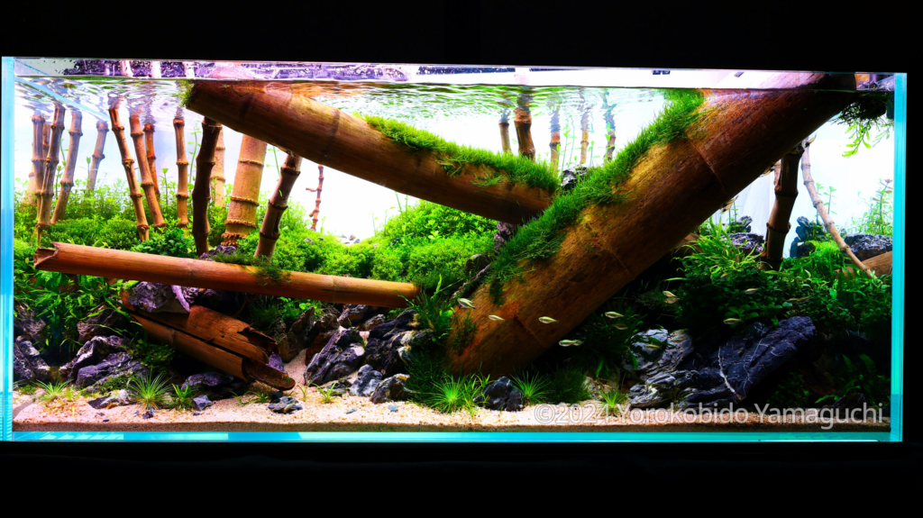 BAMBOO RIVER - BAMBOO RIVER (AGA 2024 #311) - Aqua Plants Hub