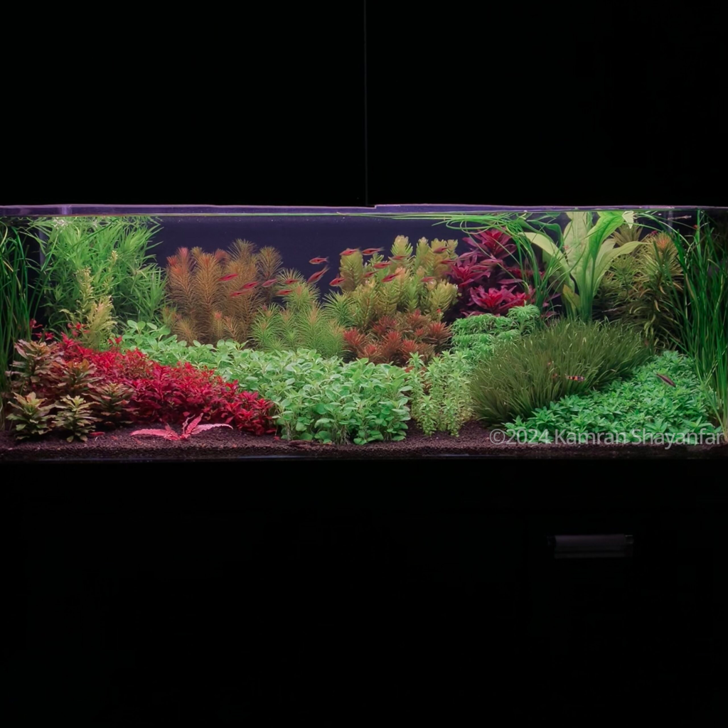 the path to heavenmasterline - Aqua Plants Hub