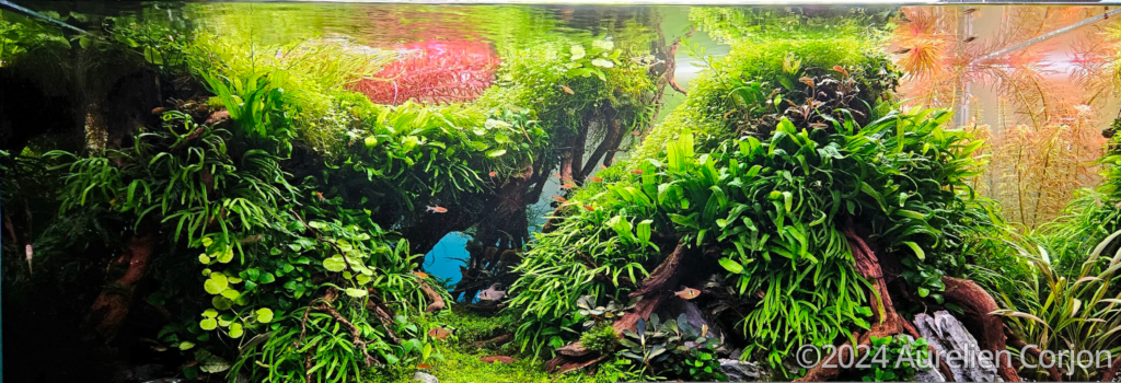The Way out of the Jungle - Aqua Plants Hub