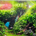 The Way out of the Jungle - Aqua Plants Hub