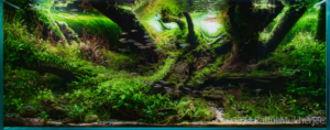 Homecoming - Aqua Plants Hub