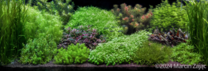 Silence - Aqua Plants Hub