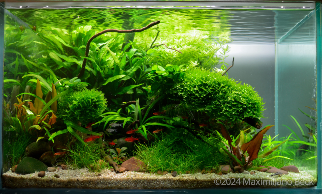 The Reach - Aqua Plants Hub
