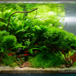 The Reach - Aqua Plants Hub