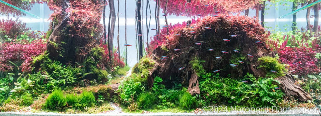 Colorful Sensation - Aqua Plants Hub