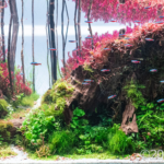 Colorful Sensation - Aqua Plants Hub